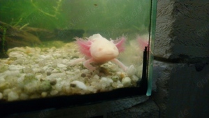Albino axolotl jungtiere 