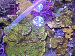 Montipora Confusa