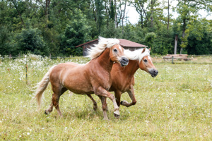 Fotoshooting Pferd Pony Reiten Koppel Weihnachtskranz