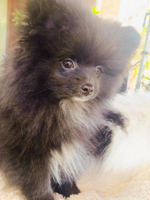 Pomeranian Zwergspitz Boo Welpe Rüde Mini schwarz-weiß