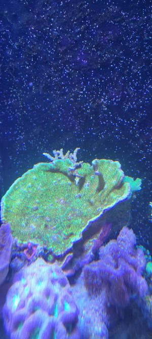 Montipora Hofmeister