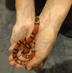 0,2 Lampropeltis hondurensis (Honduras Königsnatter) abzugeben