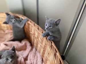 ()() Russisch Blau Kitten Bild 3