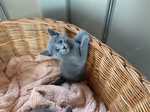 ()() Russisch Blau Kitten Bild 1