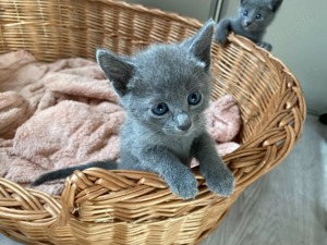 ()() Russisch Blau Kitten Bild 4