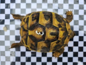 Landschildkröten 2020 23 (THB) Bild 3