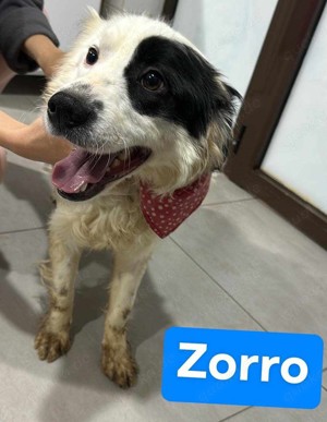 Zorro - lieb, hübsch und eine Seele von Hund