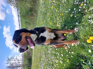 Großer Schweizer Sennenhund Deckrüde