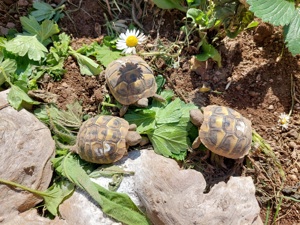 Junge Landschildkröten von 2023  Bild 1
