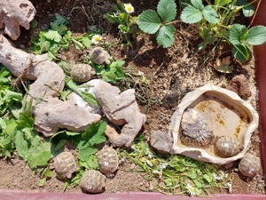 Junge Landschildkröten von 2023  Bild 2