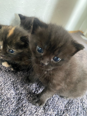 3 wunderschöne Kitten suchen ein neues zuhause Bild 3