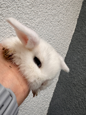 zwergkaninchen Minilops Hasen Kaninchen