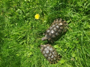 Breitrandschildkröten, Testudo marginata, PÄRCHEN, 2003   2000 GECHIPT