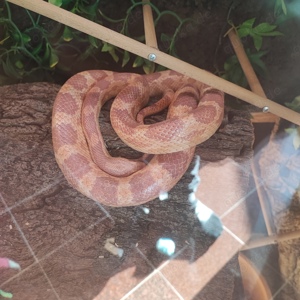 Kornnatter inkl. Terrarium 