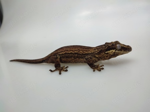 Rhacodactylus auriculatus White Line 1.2.2 Höckerkopfgeckos