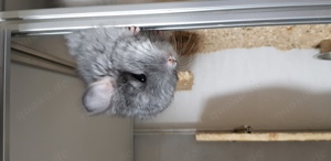 Chinchilla Babys suchen Dich!