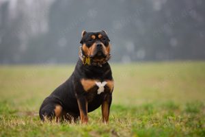  American Bully Deckrüde Dualchampion Canyon  sein Sohn 