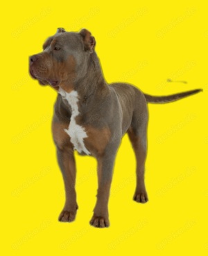  American Bully Top  Deckrüde in der Farbe Lilac Tri 