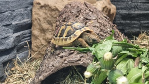 Griechische Landschildkröte NZ von 2022 und 2024 Bild 6