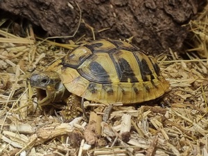 Griechische Landschildkröte NZ von 2022