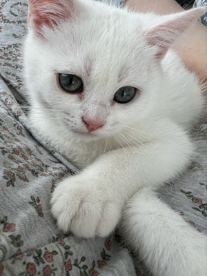 weiße Britisch Kurzhaar kitten (vater bkh golden shaded) Bild 2