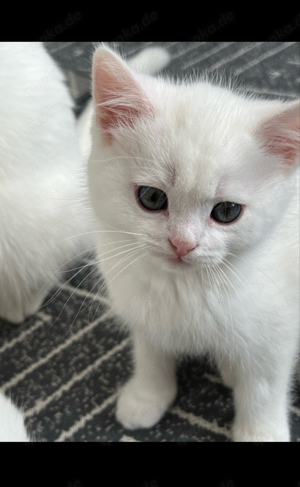 weiße Britisch Kurzhaar kitten (vater bkh golden shaded) Bild 4