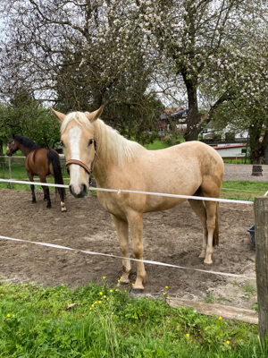 Palomino Wallach 