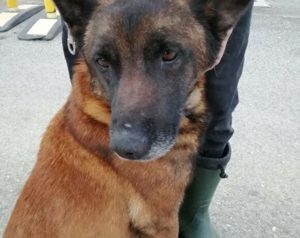 Malinois-Mix SPOCK sucht Zuhause