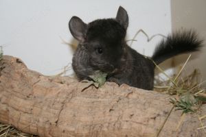 Chinchilla Babys suchen Kuschelzuhause Chinchillas