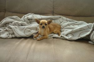 Chihuahua Bild 4