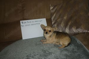 Chihuahua Bild 5