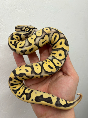 (S)Pastel(Fire)Leopard Desert Ghost