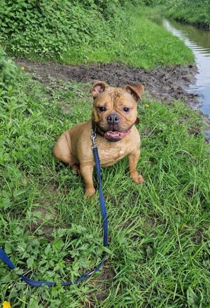 7 jährige Bulldogge sucht ein zu Hause