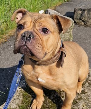 7 jährige Bulldogge sucht ein zu Hause