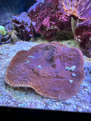 WYSIWYG korallen. Montipora. ca 8x6 cm. 