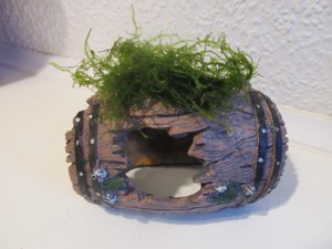 Verkaufe diverse Höhlen mit Mooskugel oder Javamoos bepflanzt Bild 5