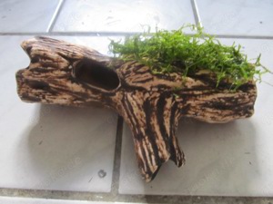 Verkaufe diverse Höhlen mit Mooskugel oder Javamoos bepflanzt Bild 7