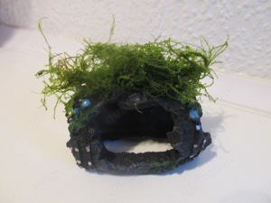 Verkaufe diverse Höhlen mit Mooskugel oder Javamoos bepflanzt Bild 10