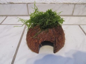 Verkaufe diverse Höhlen mit Mooskugel oder Javamoos bepflanzt Bild 4