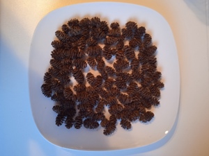 Verkaufe Erlenzapfen Bild 2