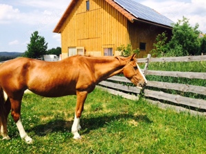 Little Peace Ranch hat 2 Plätze mit großem Sandpaddock frei