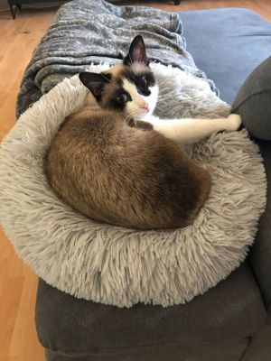 Hunde  Katzen Körbchen Kissen Bett   Korb  Bild 3