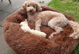Hunde  Katzen Körbchen Kissen Bett   Korb  Bild 2