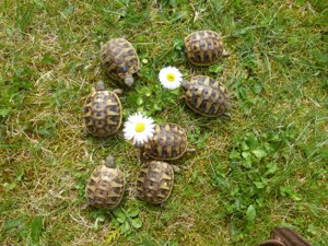 Nachzuchten 2023 Testudo hermanni hercegovinensis, Dalmatinische Landschildkröte 