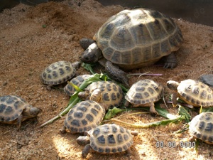 Griechische- und 4-Zehen- Landschildkröten