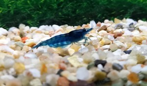 Garnelen, Blue Velvet