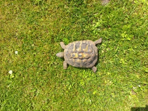 Griechische Landschildkröten, Testudo hermanni boettgeri NZ. 2018