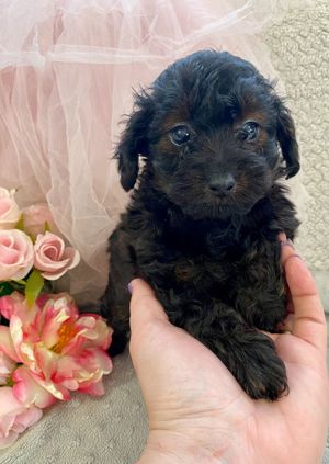 Toy Pudel Toy Teacup Pudel Hybrid toypoodle