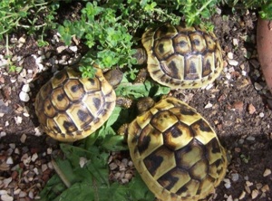 Griechische Landschildkröten Thh, Thb, herci, Tm NZ 2022