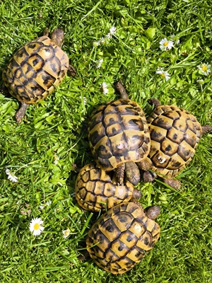 5-jährige Griechische Landschildkröten THB